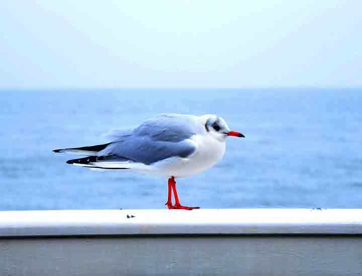 电话在线轰炸网页版